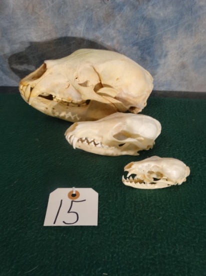 (3) Varmit Skulls Bear, Gray Fox, & Weasel Taxidermy For One Price