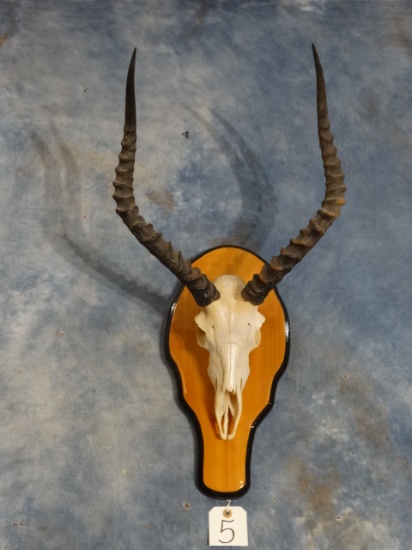 African Impala Skull on Panel Taxidermy Skull Mount