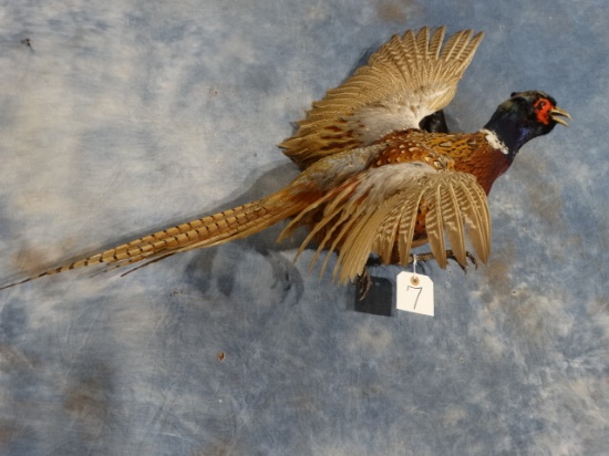 Flying Ringneck Pheasant Taxidermy Bird Mount