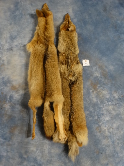 Pair of Tanned Coyote Skins Taxidermy