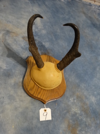 Pronghorn Antelope Horns Mounted on Panel Taxidermy