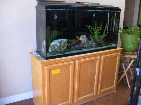 12"x24"x48" Approx. 60gl Tank and base with Fish