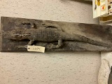 Mounted Alligator - Great Conversation Piece