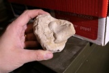 Unusual Fossil Bone in Rock Artifact