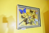 Vintage Framed Butterflies from Brazil Nice