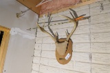 Deer antler and arrow