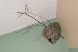 Large Hornet's or Bee's Nest on Branch