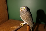 Carved wood and painted owl by Emeric Zuccaro