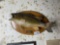 Vintage Mounted Trophy Taxidermy Fish