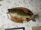Vintage Mounted Trophy Taxidermy Fish