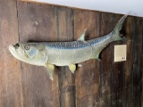 Very Large Vintage Trophy Mount Taxidermy Fish