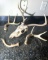Deer Skull and 3 Shed Antlers