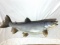 Beautiful Vintage Fish Mount