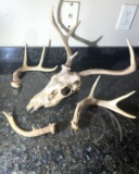 Deer Skull and 3 Shed Antlers