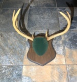 Deer Antler Mount