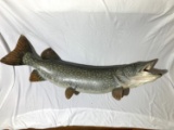 Beautiful Vintage Muskie Fish Mount