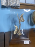 Real butterfly display in display case