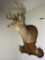 Large Deer Mount