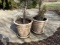 2 large sized plastic planters