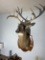 Vintage Taxidermy Deer Mount with Big Rack