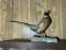 Vintage Taxidermy Pheasant Mount