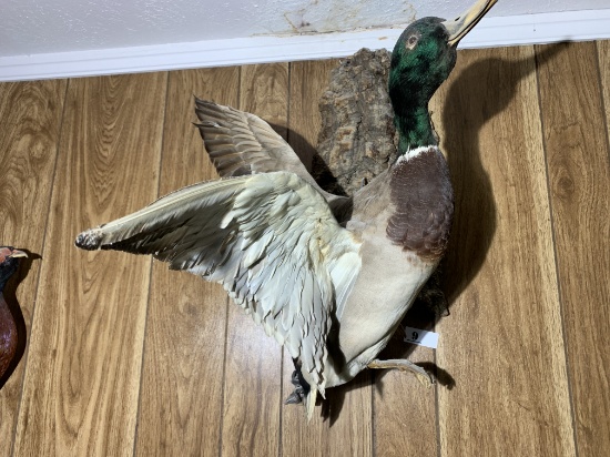 Larger sized mallard taxidermy duck mount