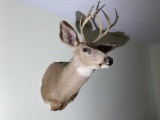 Vintage Taxidermy Deer Mount - Buck
