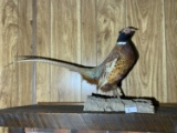 Vintage Taxidermy Pheasant Mount