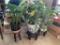 3 Potted Live Plants