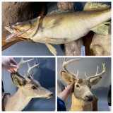 2 Vintage Deer Mounts PLUS Fish Mount