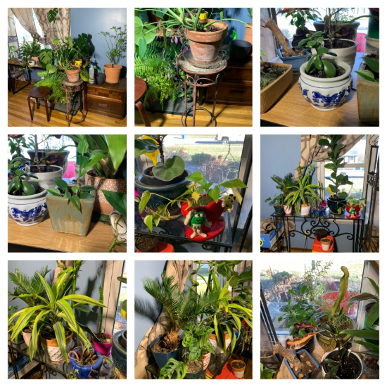Large Assortment of Plants & Stands.  See Photos,