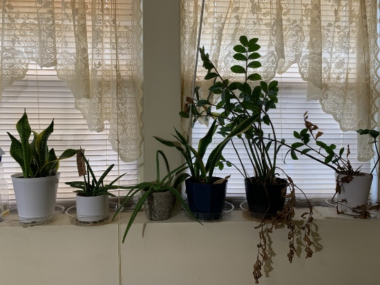 6 Live Plants