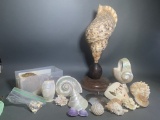 Group of Collectable Sea Shells