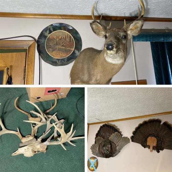 Deer mount, antlers, turkey feather decor