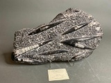Large size Polished Orthoceras Fossil Stone w/Attribution