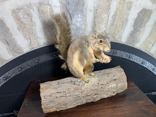 Taxidermy Squirrel