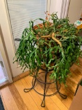 Live Christmas Cactus Plant with Stand