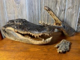 Taxidermy Alligator Head, Alligator Gar Head & Claw