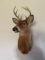 Vintage Taxidermy Deer Mount with Antlers