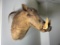 Vintage Large Warthog Taxidermy Mount