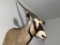 Vintage Large Size African Gemsbok Bull Taxidermy Mount