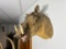 Vintage Warthog Taxidermy Mount