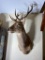 Vintage Red Stag Taxidermy Mount - Lord Spencer Estate