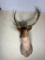 Vintage Taxidermy Fallow Deer Bull Shoulder Mount