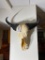 Vintage Water Buffalo Skull
