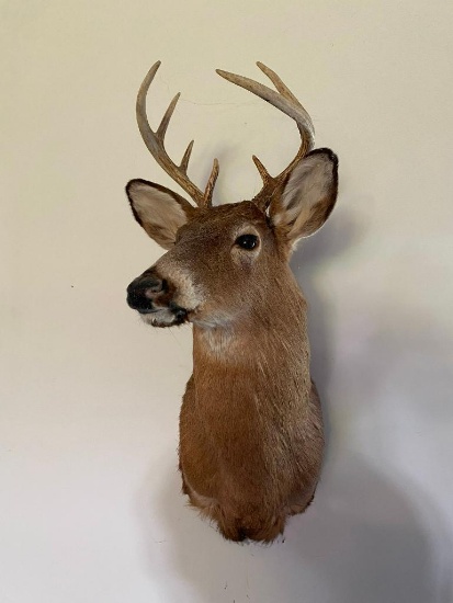 Vintage Taxidermy Deer Mount with Antlers