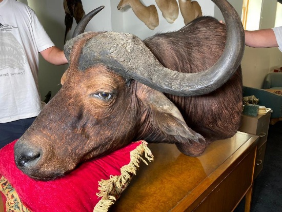 Very Large Taxidermy Mount - Water Buffalo