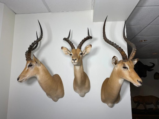 Group of 3 East African Impala Mounts