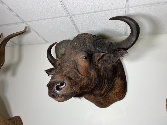 Very Large African Water Buffalo Taxidermy Mount