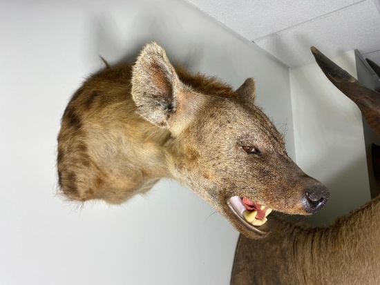 African Angry Hyena Shoulder Taxidermy Mount